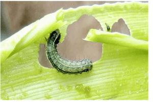 Merk Obat Ulat Jagung Terbaik